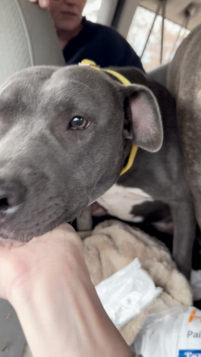 Enlarge Gotti, a ADOPTABLE mixed breed in Boston, MA video 6/6