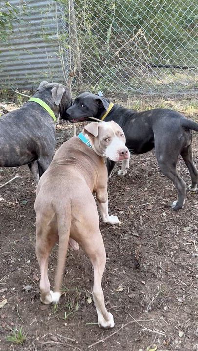 Enlarge Gotti, a ADOPTABLE mixed breed in Boston, MA video 5/6