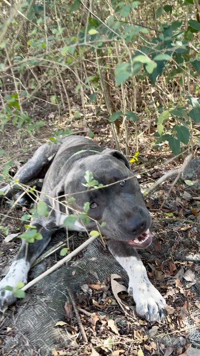 Enlarge Gotti, a ADOPTABLE mixed breed in Boston, MA video 3/6