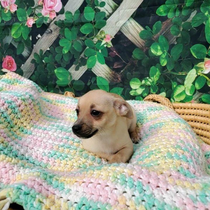 Enlarge Peanut, a Adopted mixed breed in Bakersfield, CA image 1/6