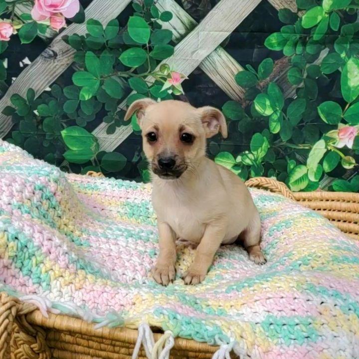 Enlarge Peanut, a Adopted mixed breed in Bakersfield, CA image 2/6