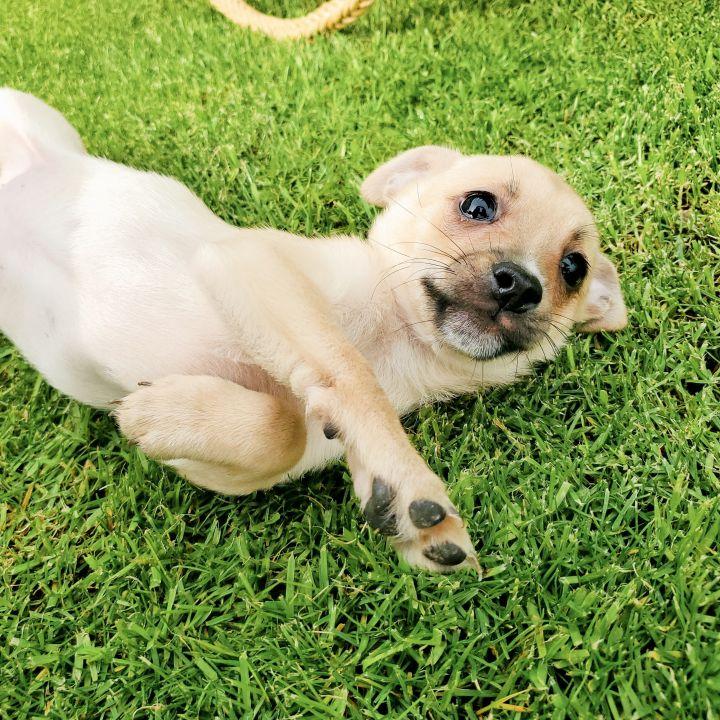 Enlarge Peanut, a Adopted mixed breed in Bakersfield, CA image 3/6