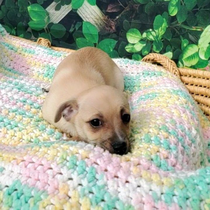 Enlarge Peanut, a Adopted mixed breed in Bakersfield, CA image 4/6