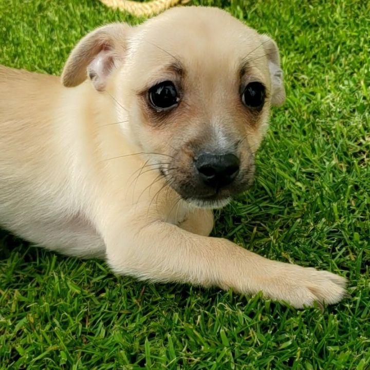 Enlarge Peanut, a Adopted mixed breed in Bakersfield, CA image 5/6
