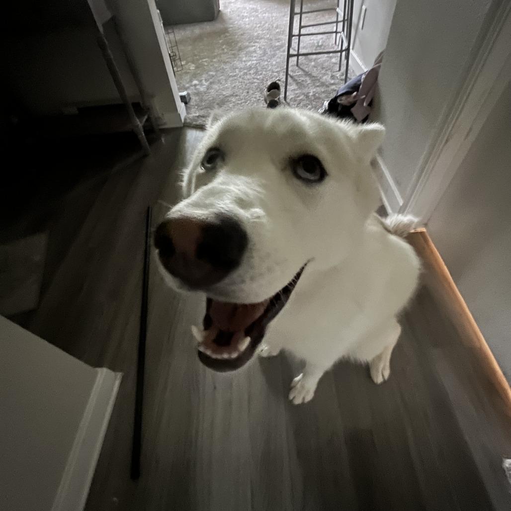 Novie, Adoptable, Adult Female Husky & Mixed Breed.