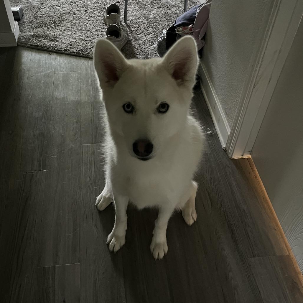 Enlarge Novie, a Adoptable mixed breed in Fort Collins, CO image 2/5