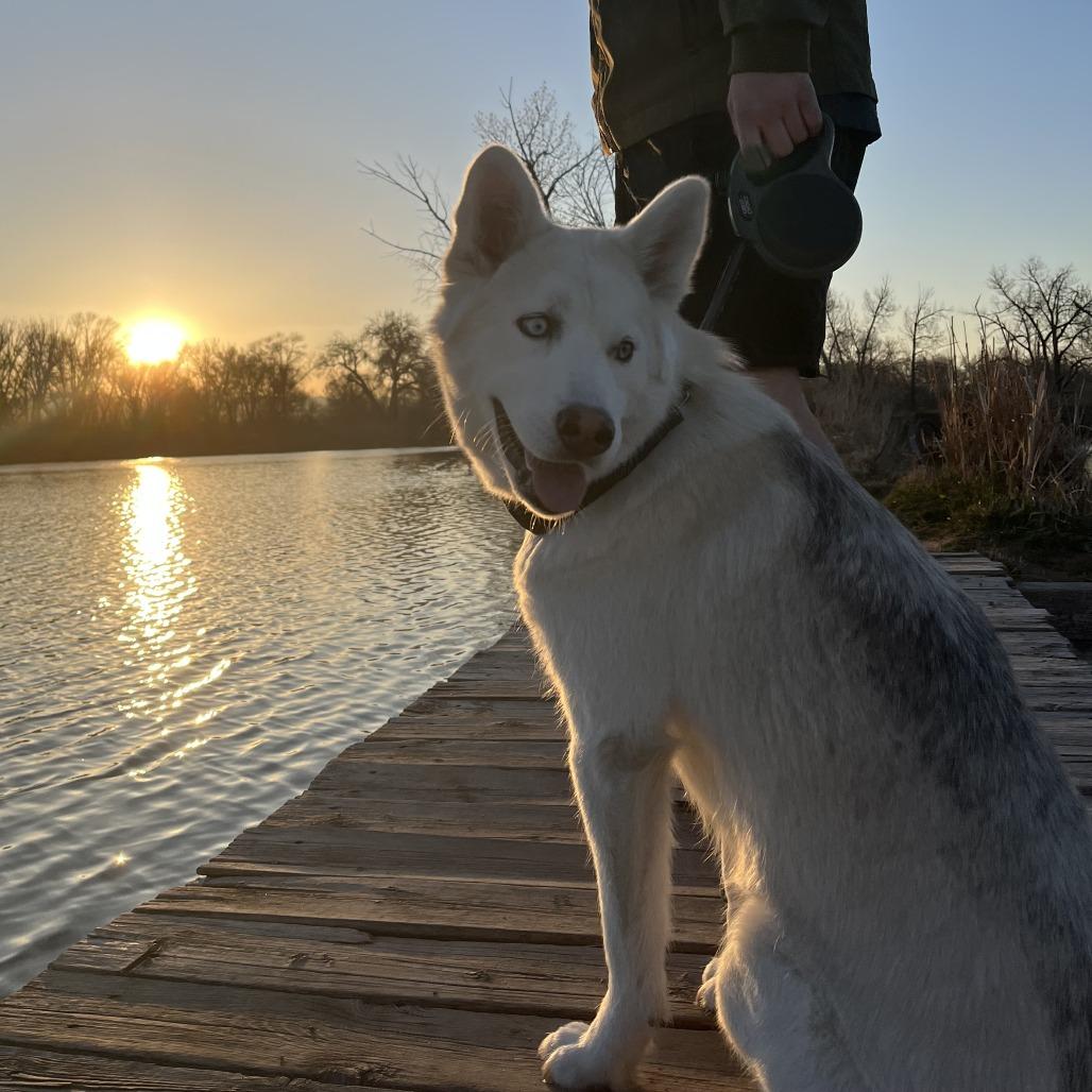 Enlarge Novie, a Adoptable mixed breed in Fort Collins, CO image 3/5