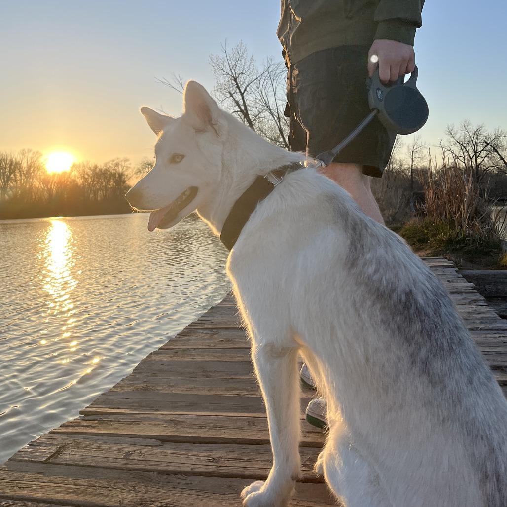 Enlarge Novie, a Adoptable mixed breed in Fort Collins, CO image 4/5