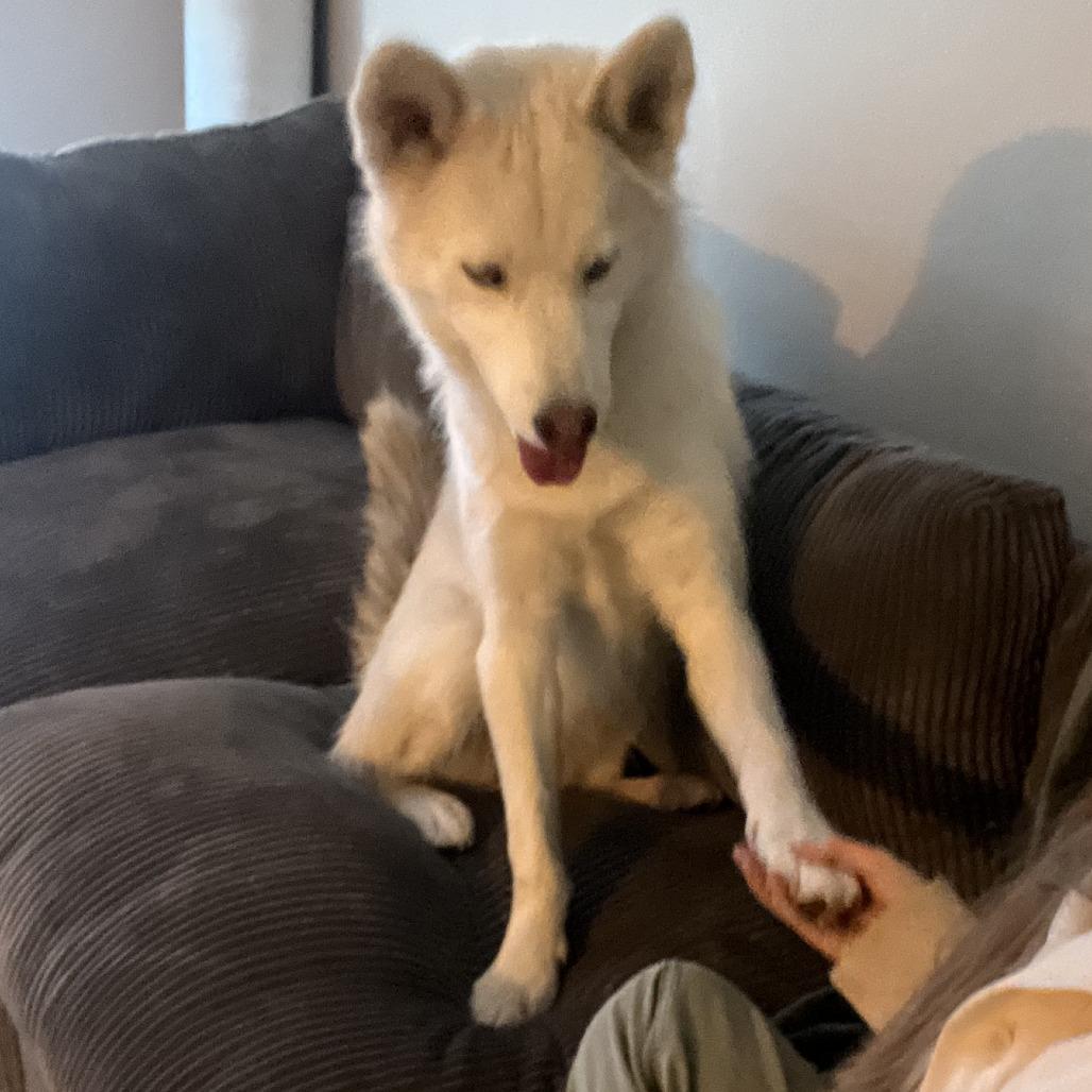 Enlarge Novie, a Adoptable mixed breed in Fort Collins, CO image 5/5