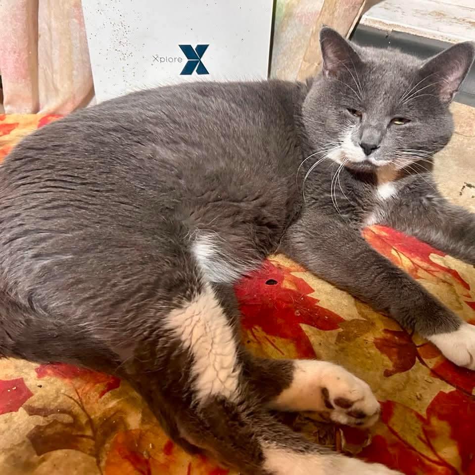 Enlarge Beans, a ADOPTABLE Domestic Medium Hair in Edmonton, AB image 1/2