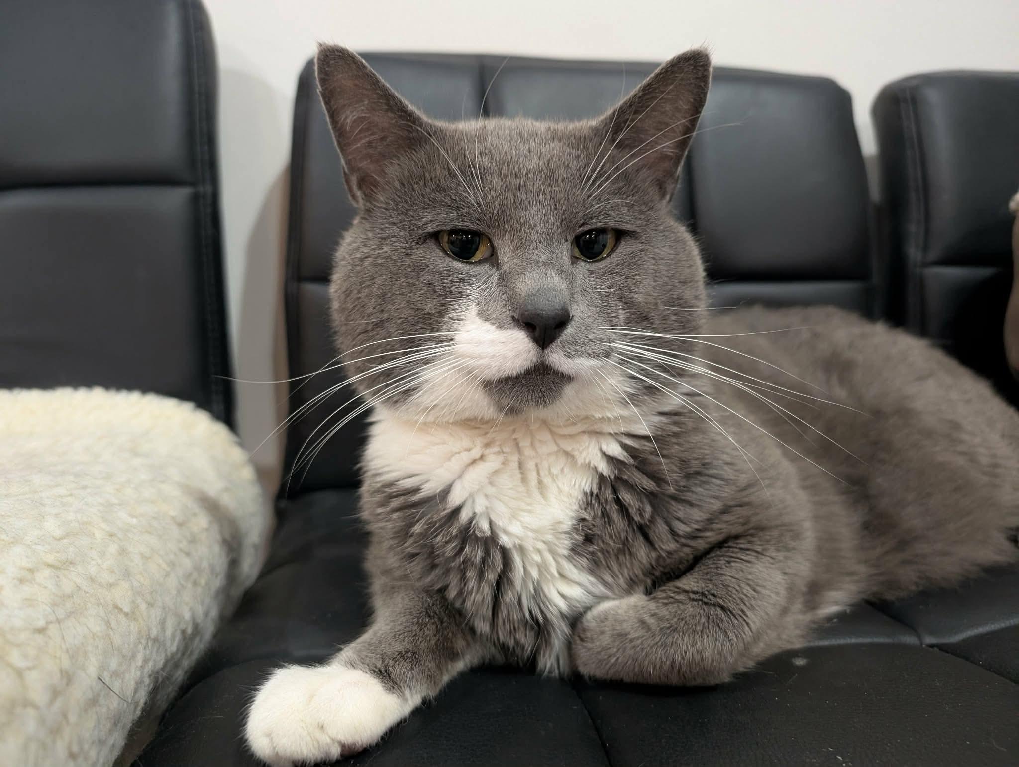 Enlarge Beans, a ADOPTABLE Domestic Medium Hair in Edmonton, AB image 2/2