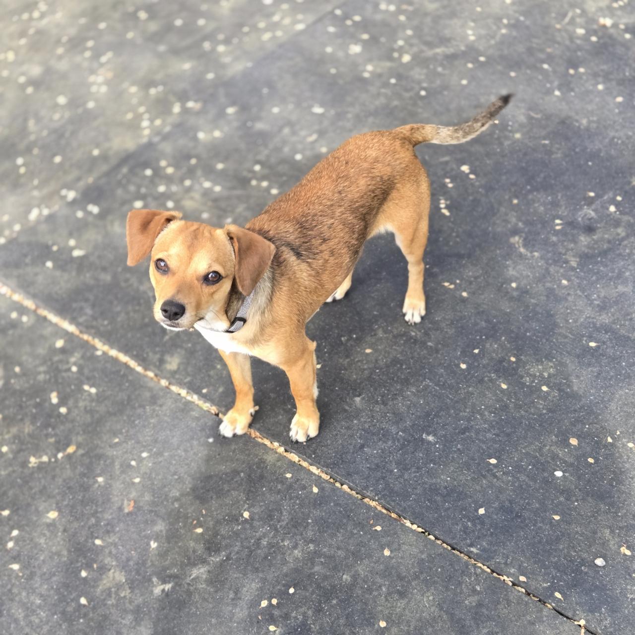 Enlarge Simon, a ADOPTABLE Chihuahua in Mansfield, TX image 2/3