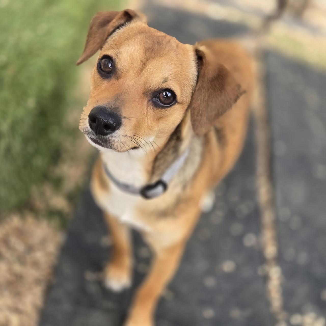 Enlarge Simon, a ADOPTABLE Chihuahua in Mansfield, TX image 1/3