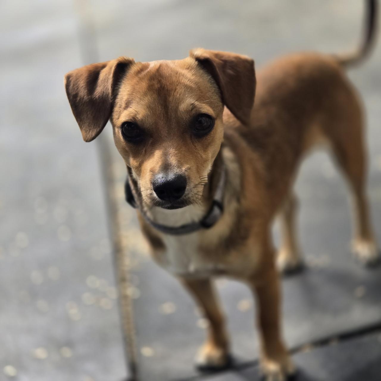 Enlarge Simon, a ADOPTABLE Chihuahua in Mansfield, TX image 3/3