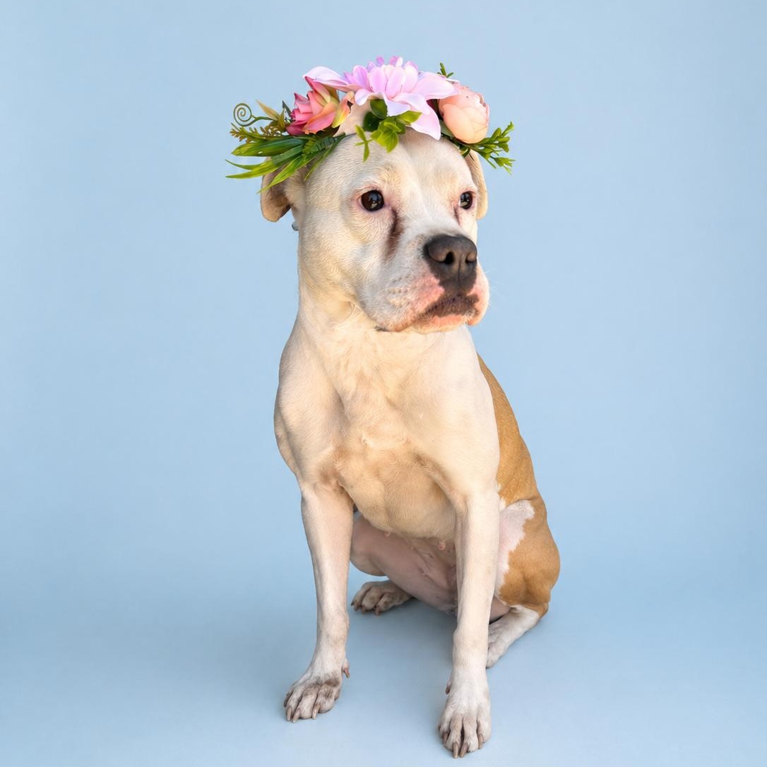 Daisy Mae photo