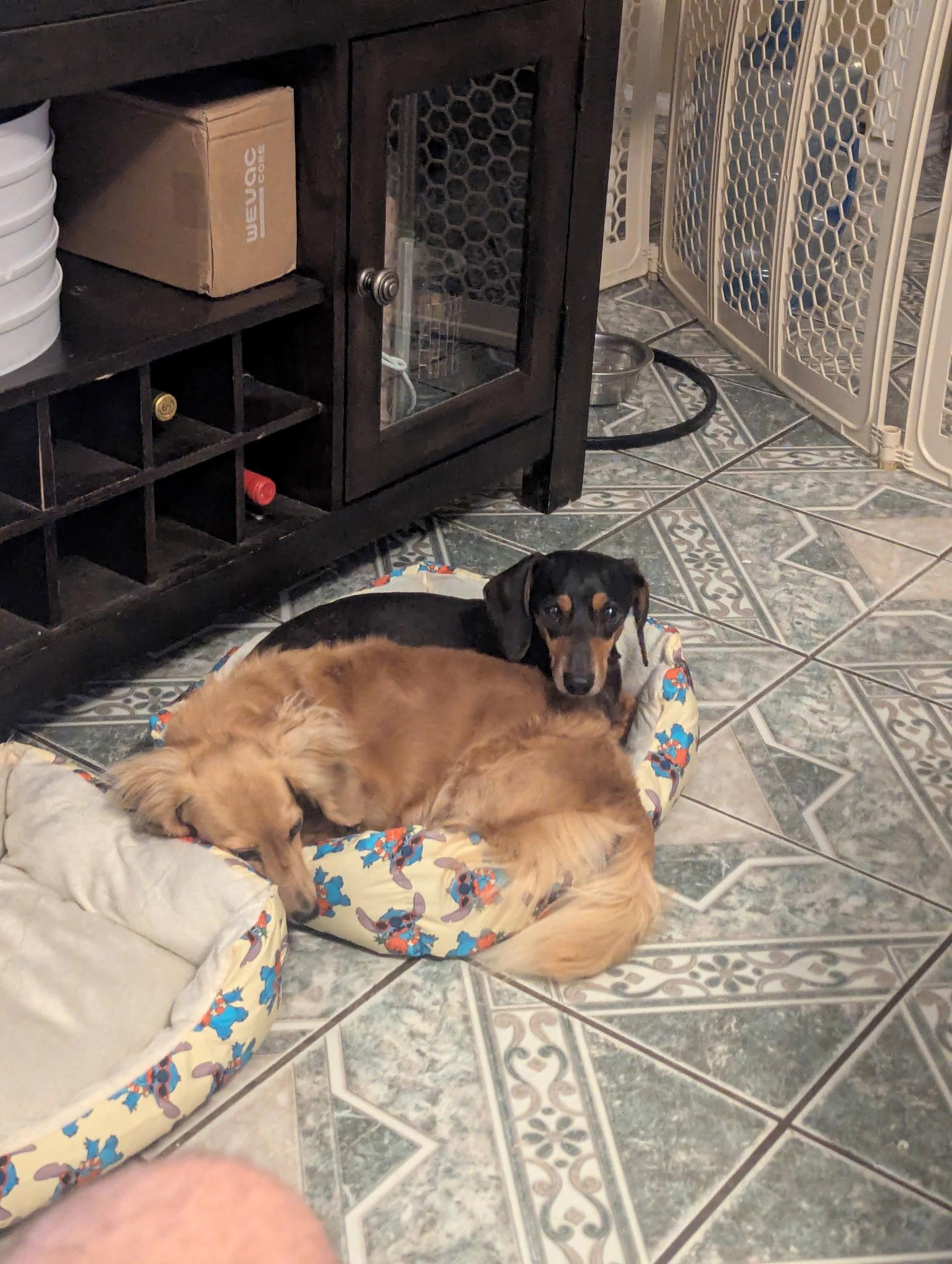 Enlarge Izzy, a Adoptable Dachshund in Austin, TX image 1/1