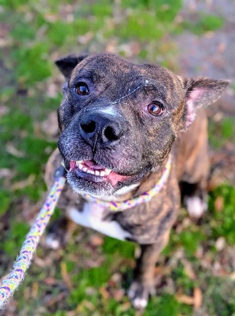 Enlarge ROME, a Adoptable Mixed Breed in Jacksonville, FL image 1/3