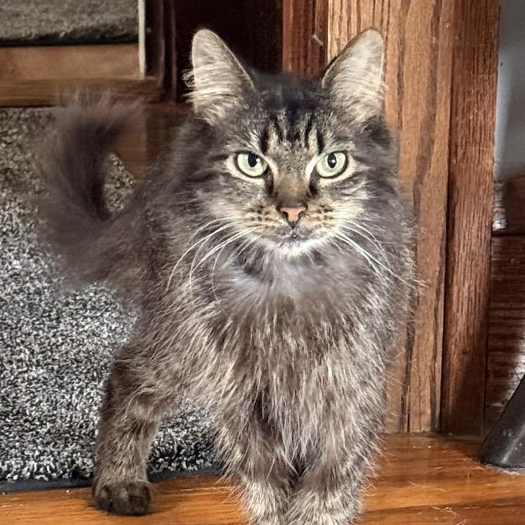 Enlarge Maple, a ADOPTABLE mixed breed in Cleveland, OH image 1/4