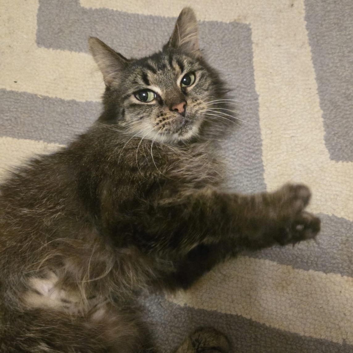 Enlarge Maple, a ADOPTABLE mixed breed in Cleveland, OH image 2/4