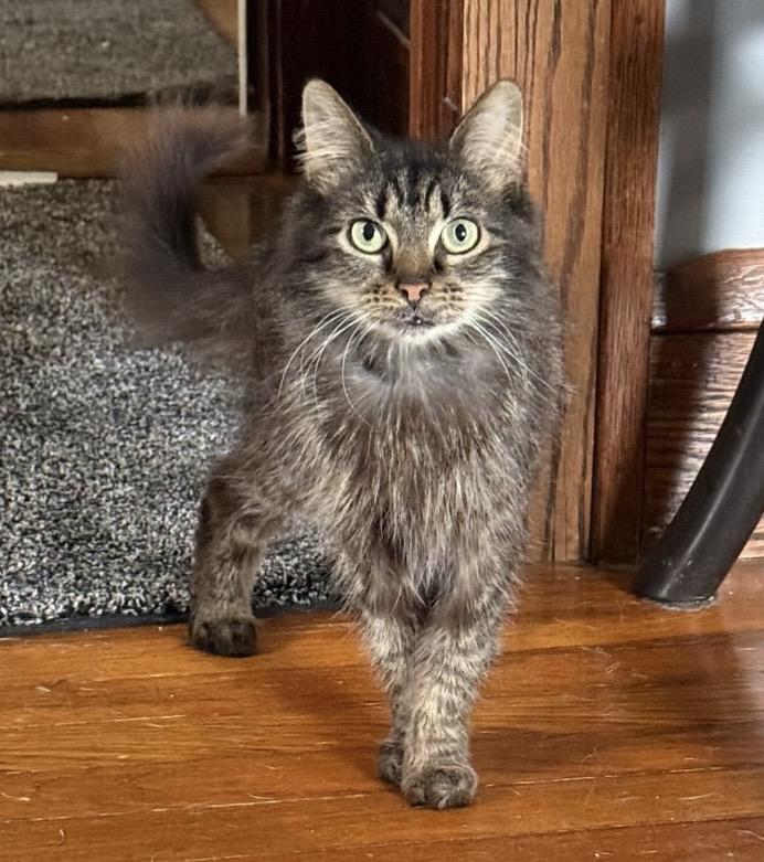 Enlarge Maple, a ADOPTABLE mixed breed in Cleveland, OH image 3/4