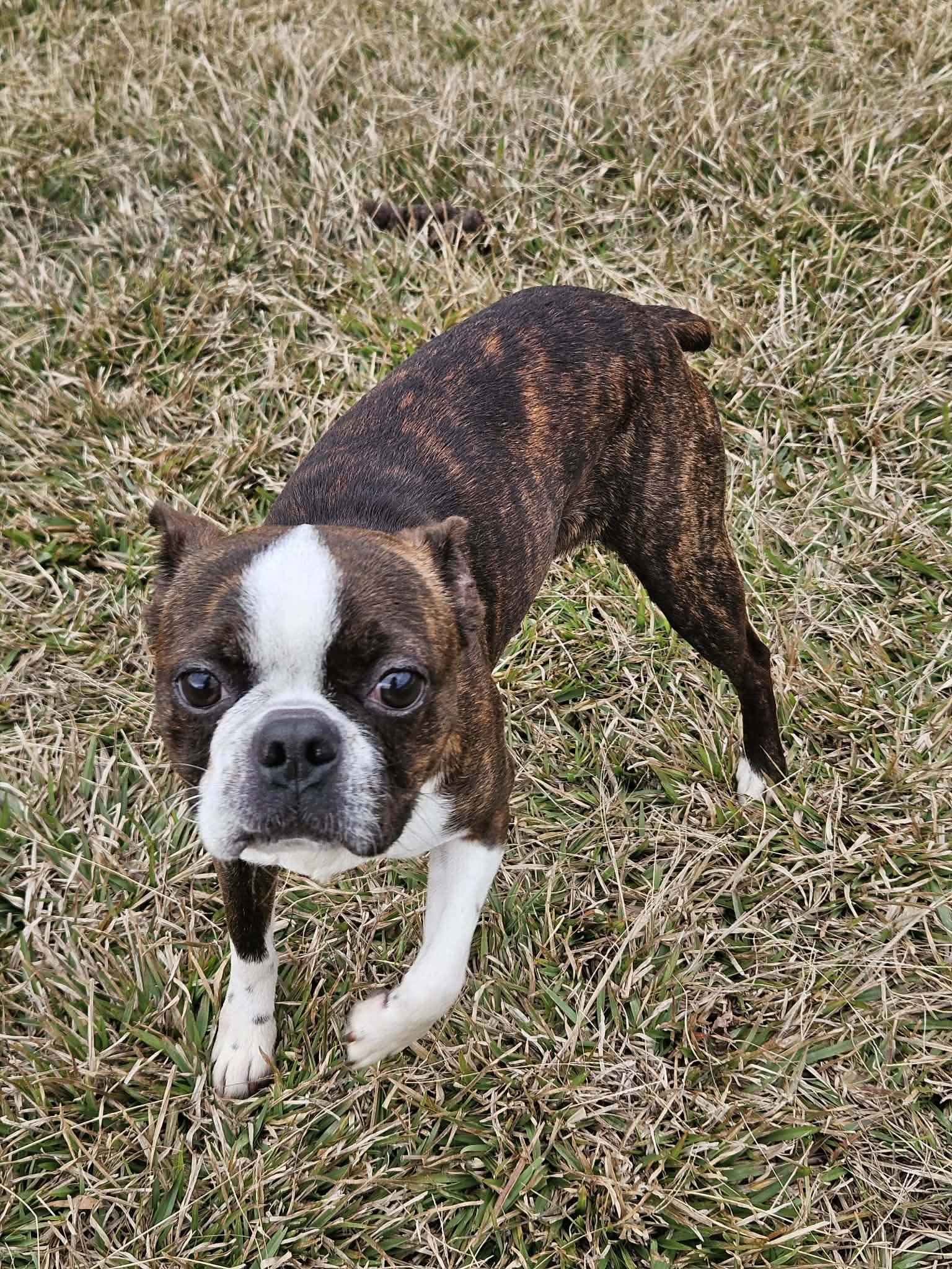 Libby *LOCAL*, Adopted, Young Female Boston Terrier.