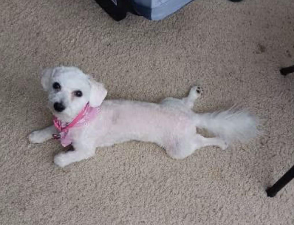 Enlarge Kiko, a Adoptable mixed breed in Texarkana, TX image 3/5
