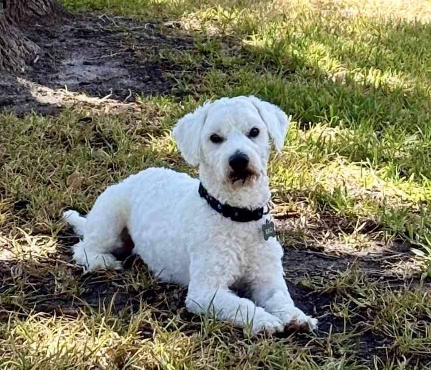 Kiko, Adoptable, Adult Male Bichon Frise & Poodle.