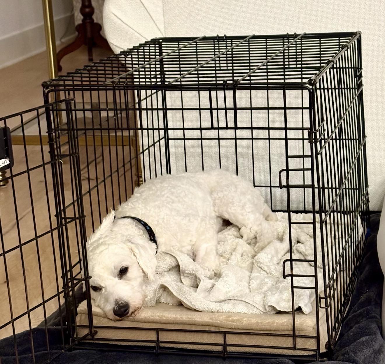 Enlarge Kiko, a Adoptable mixed breed in Texarkana, TX image 5/5