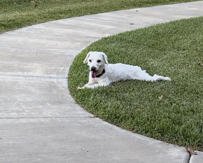 Enlarge Kiko, a Adoptable mixed breed in Texarkana, TX image 4/5