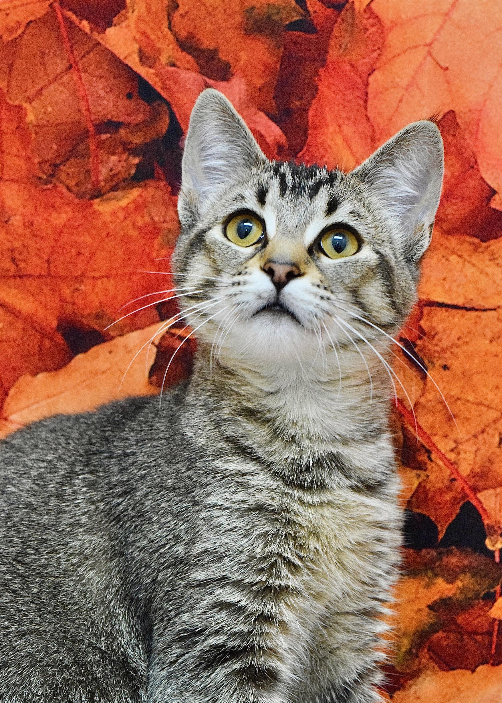 Enlarge Daphne, a Adoptable Domestic Short Hair in Dublin, CA image 1/1