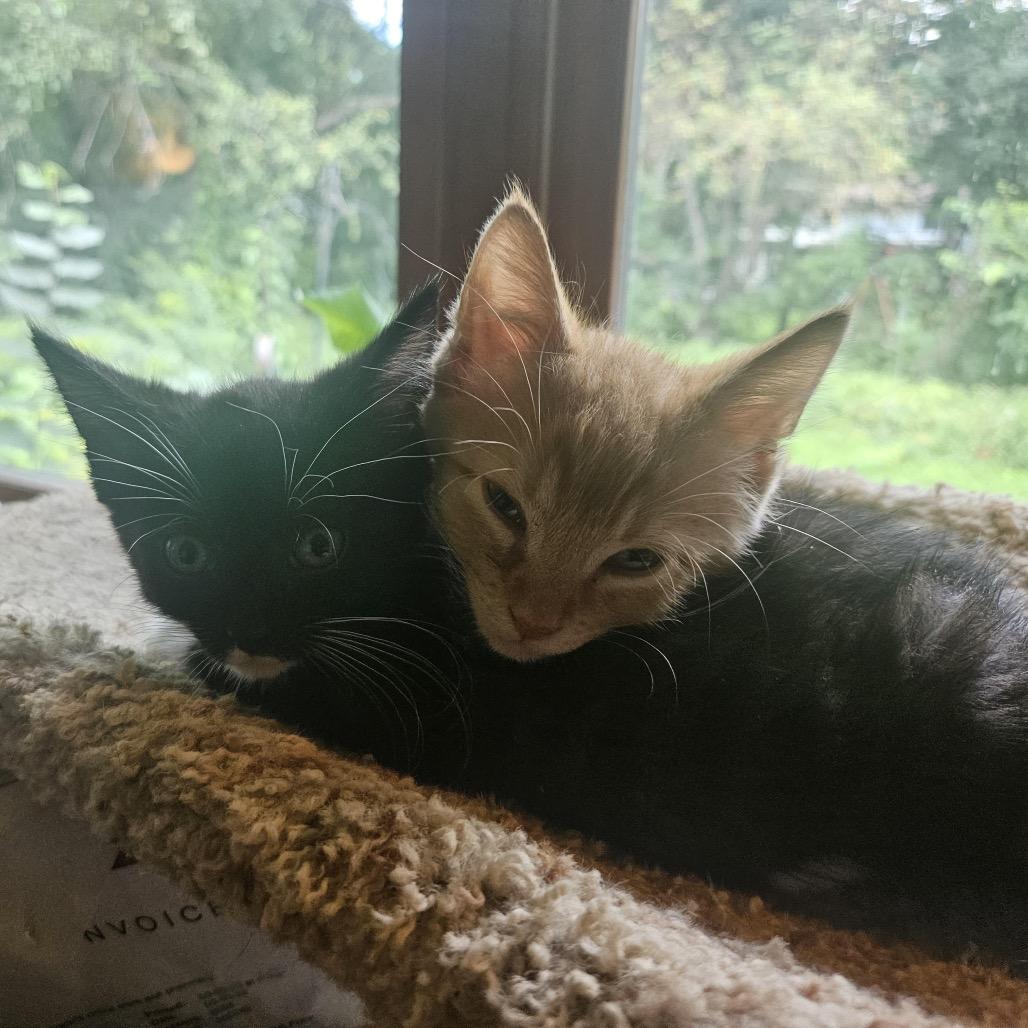 Tracy, Adoptable, Kitten Female Domestic Short Hair.
