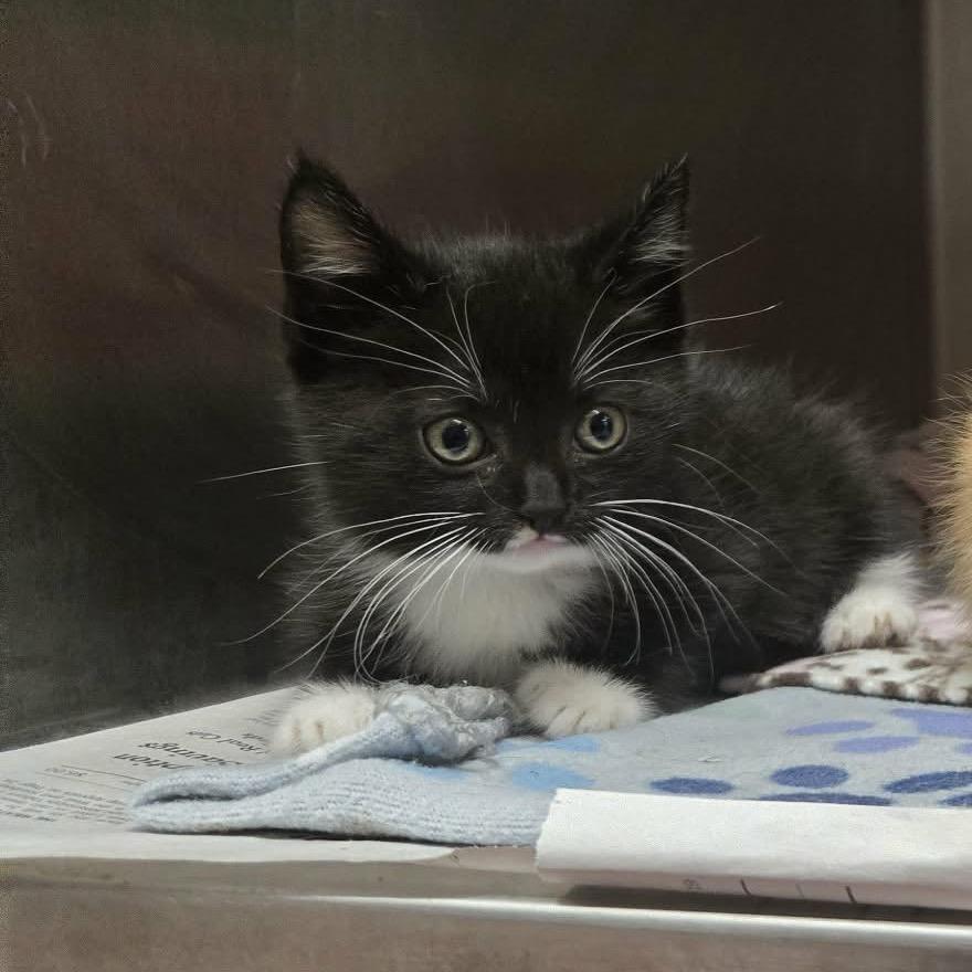 Enlarge Tracy, a Adoptable Domestic Short Hair in Madison, WI image 3/6
