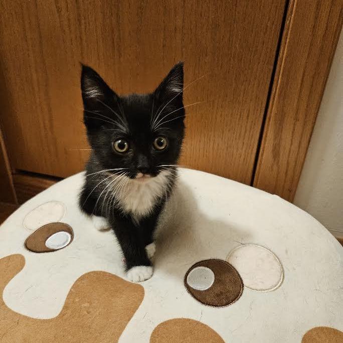 Enlarge Tracy, a Adoptable Domestic Short Hair in Madison, WI image 4/6