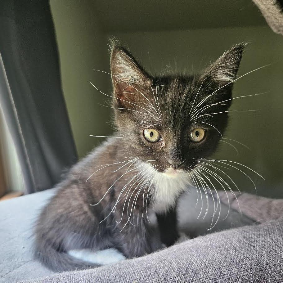 Enlarge Tracy, a Adoptable Domestic Short Hair in Madison, WI image 5/6