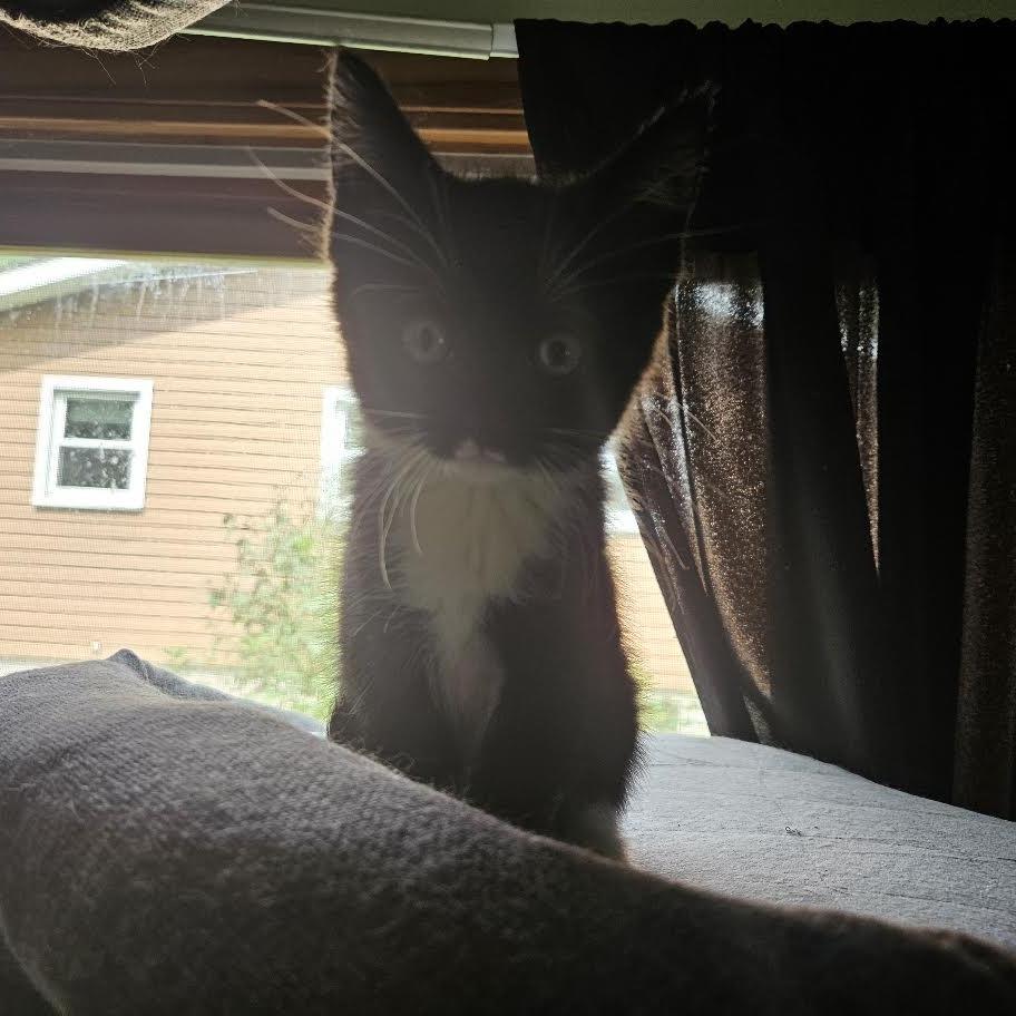 Enlarge Tracy, a Adoptable Domestic Short Hair in Madison, WI image 6/6