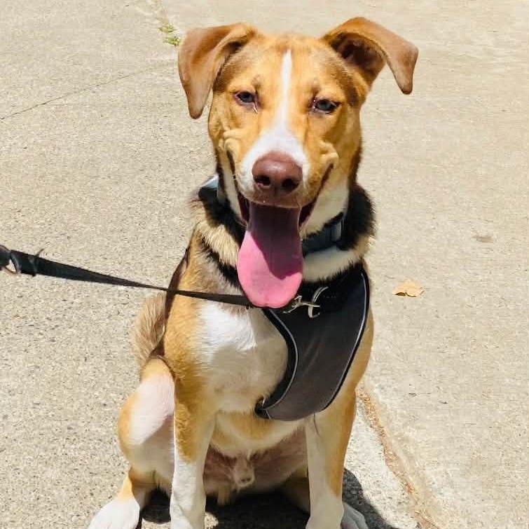 Angus, Adoptable, Adult Male Australian Shepherd & Hound.
