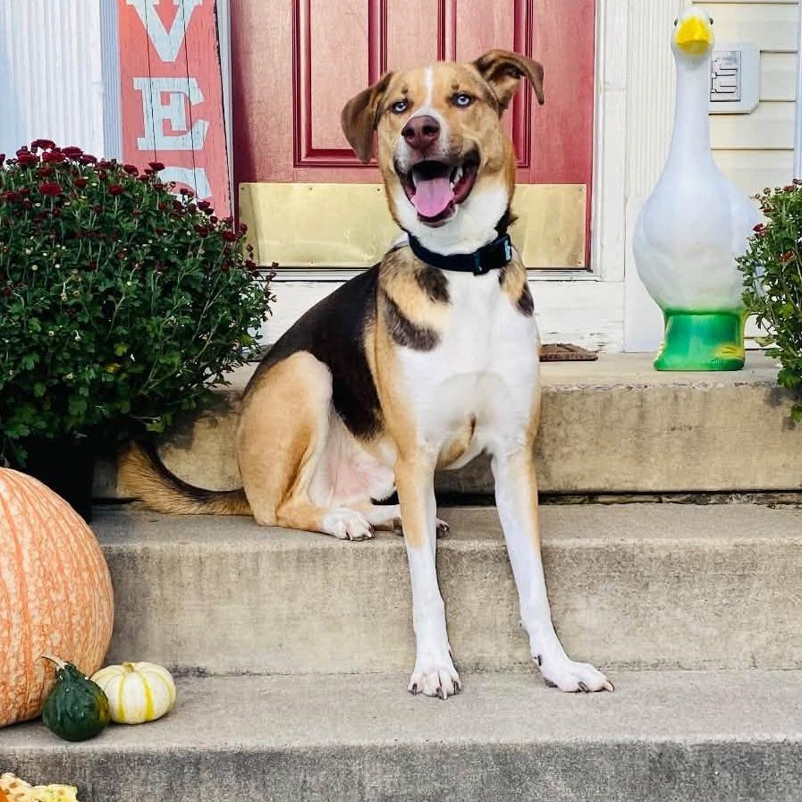 Enlarge Angus, a Adoptable mixed breed in Summerfield, NC image 2/3