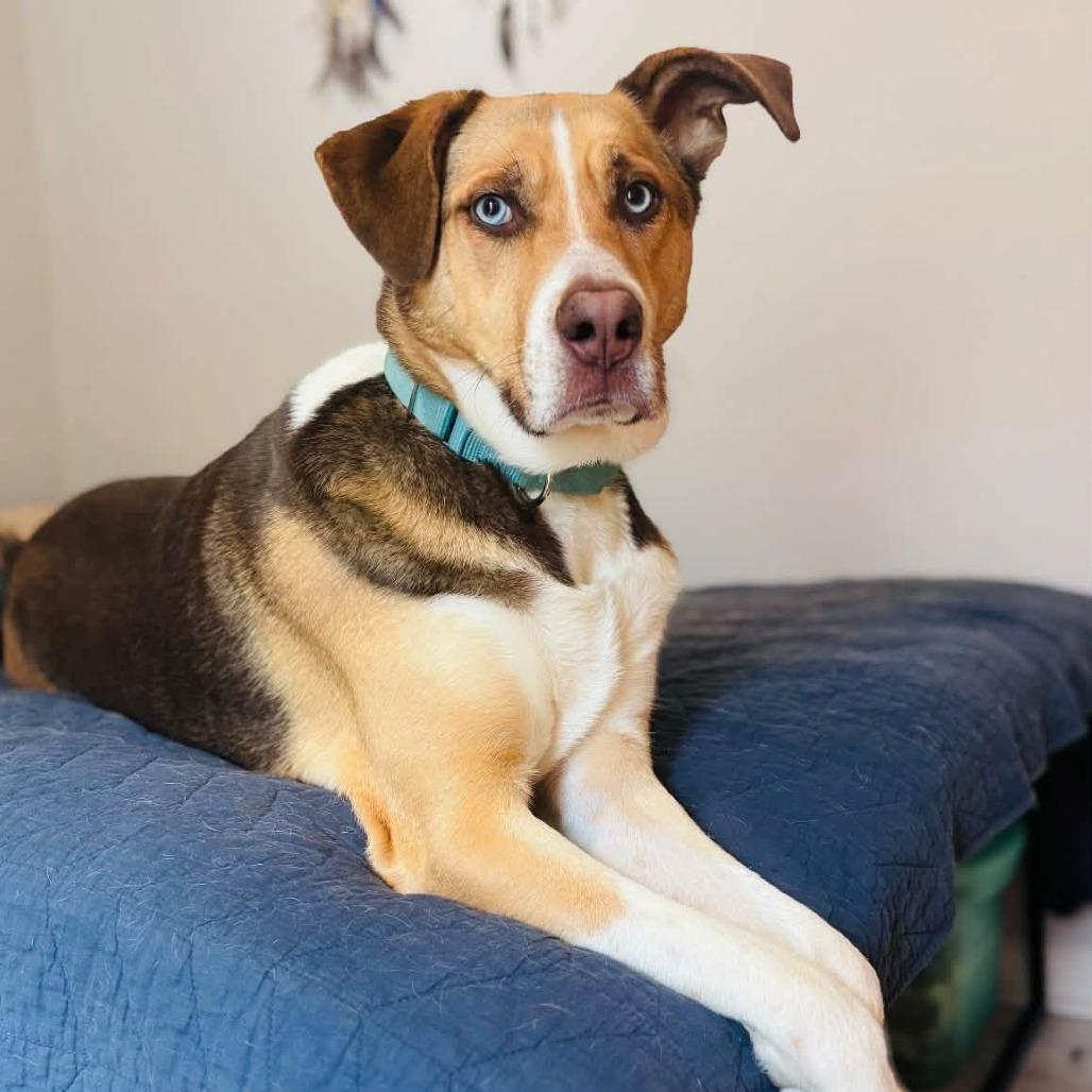 Enlarge Angus, a Adoptable mixed breed in Summerfield, NC image 3/3
