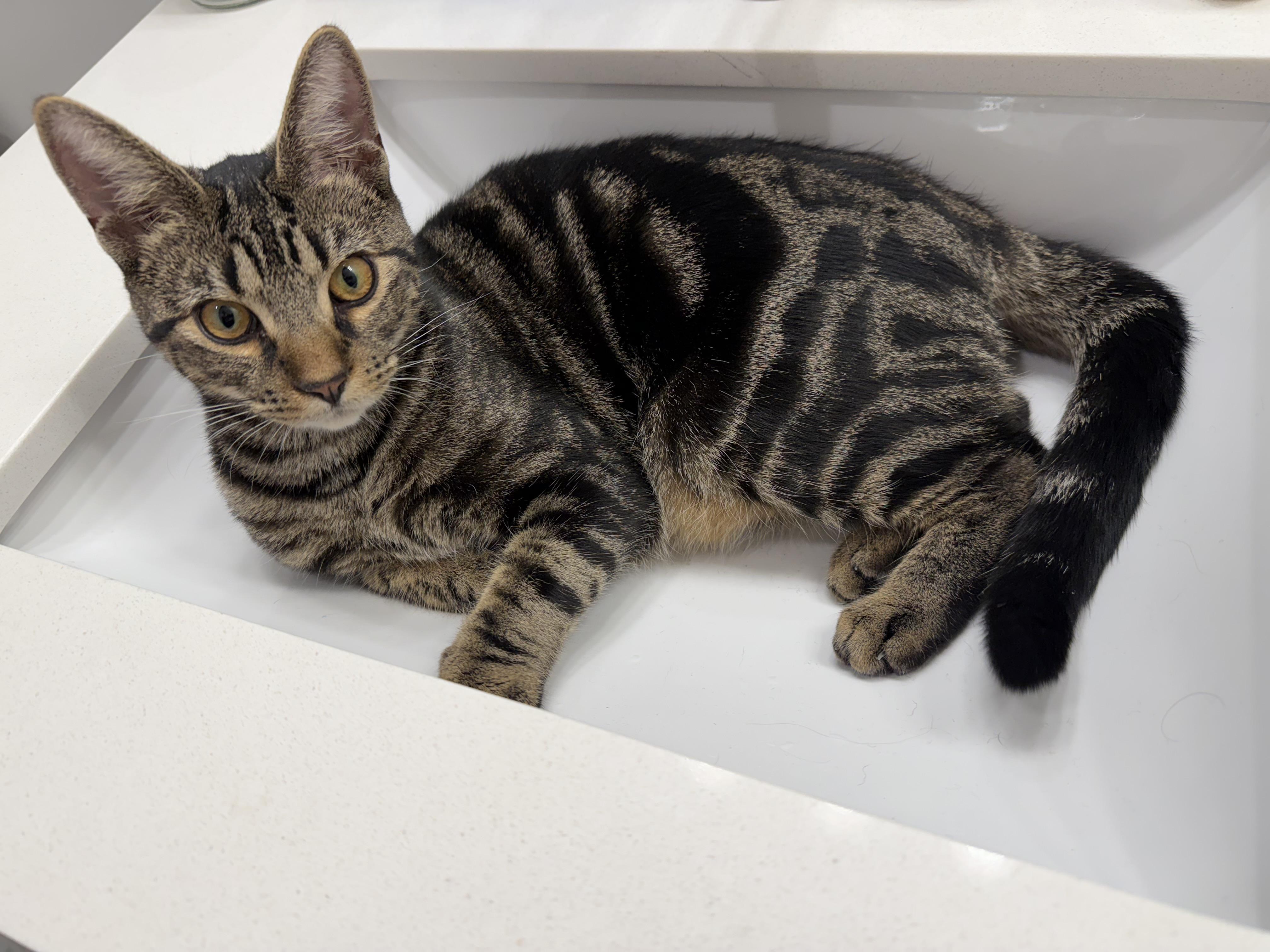 Enlarge Ducky , a Adoptable Domestic Short Hair in Suffolk, VA image 1/6