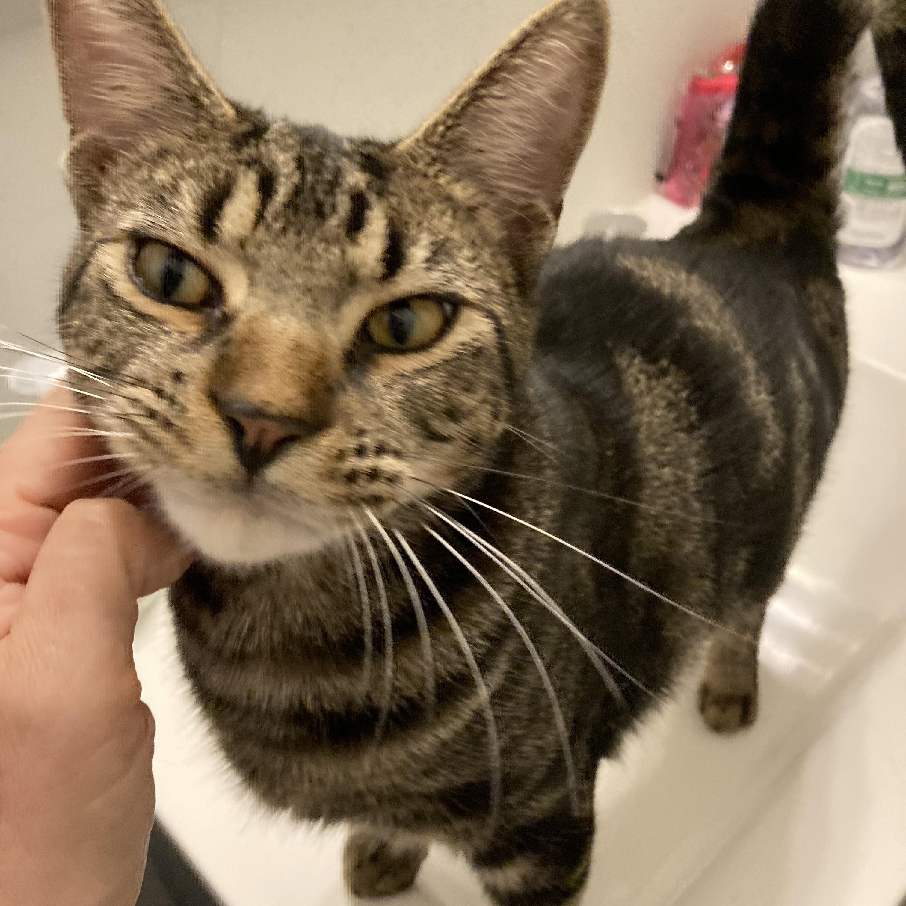 Enlarge Ducky , a Adoptable Domestic Short Hair in Suffolk, VA image 4/6
