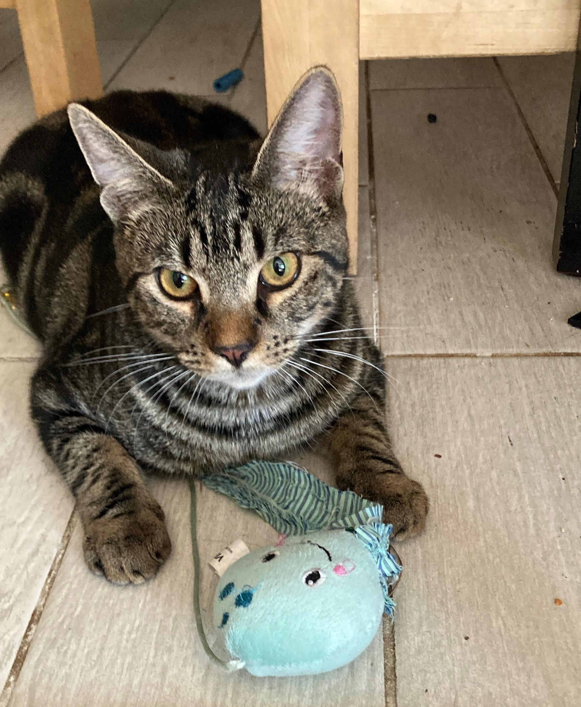 Enlarge Ducky , a Adoptable Domestic Short Hair in Suffolk, VA image 2/6