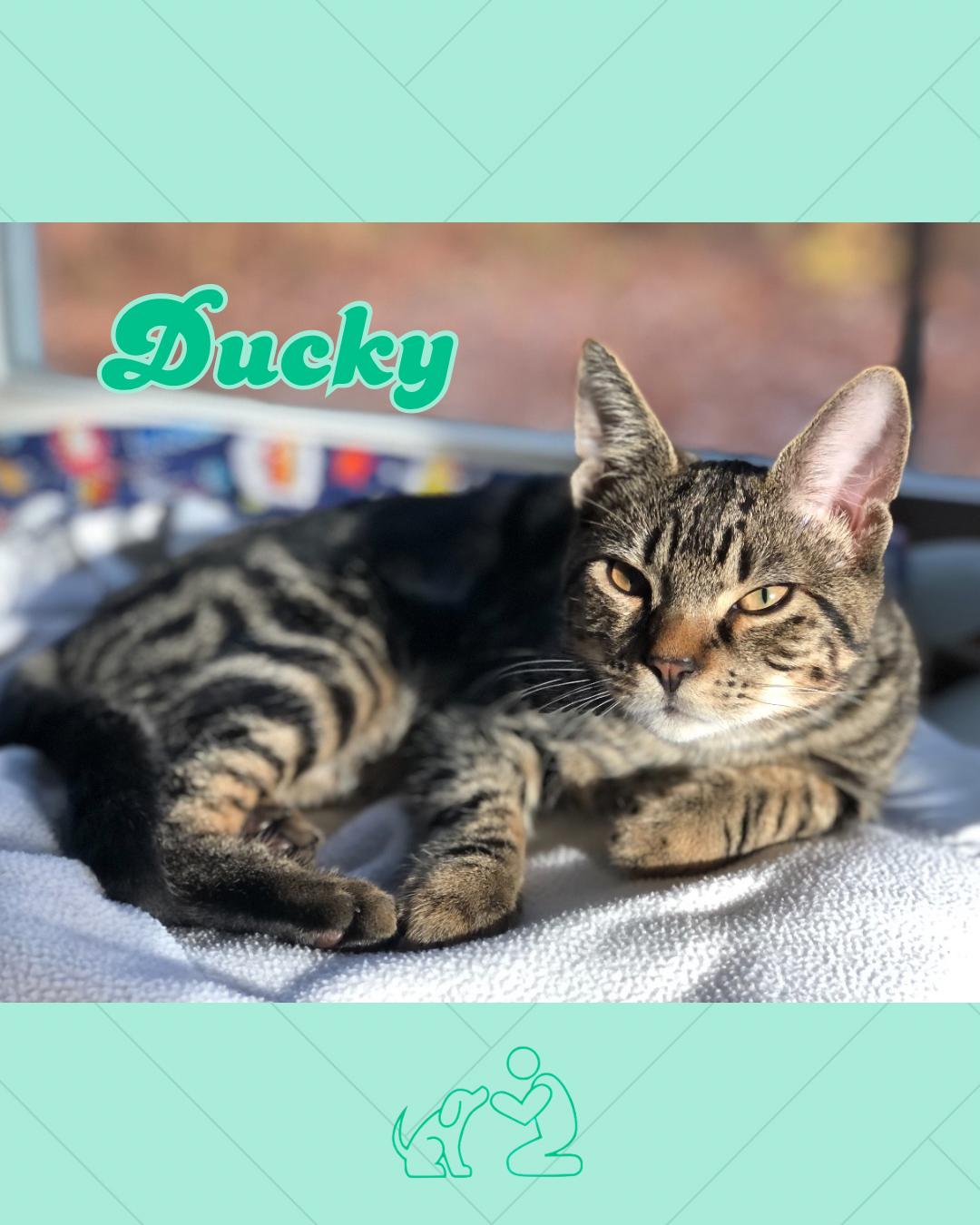 Ducky , Adoptable, Young Male Domestic Short Hair.