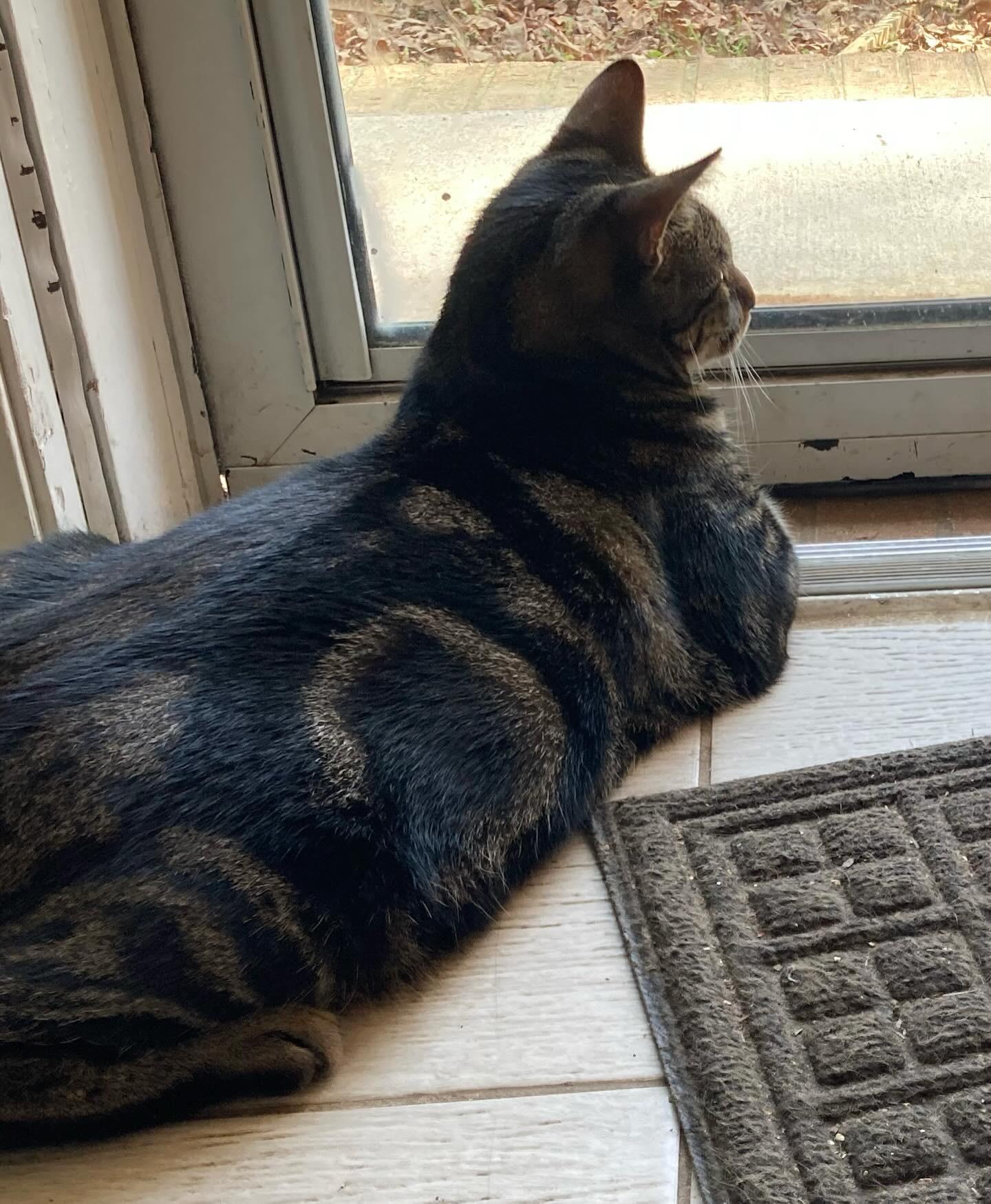 Enlarge Ducky , a Adoptable Domestic Short Hair in Suffolk, VA image 6/6