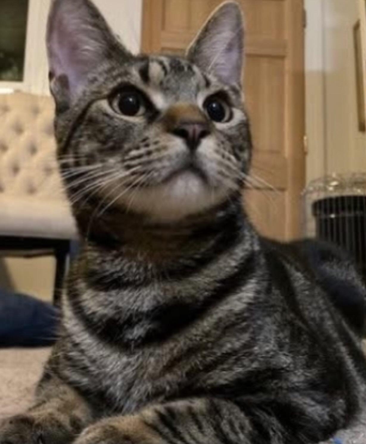 Enlarge Ducky , a Adoptable Domestic Short Hair in Suffolk, VA image 3/6