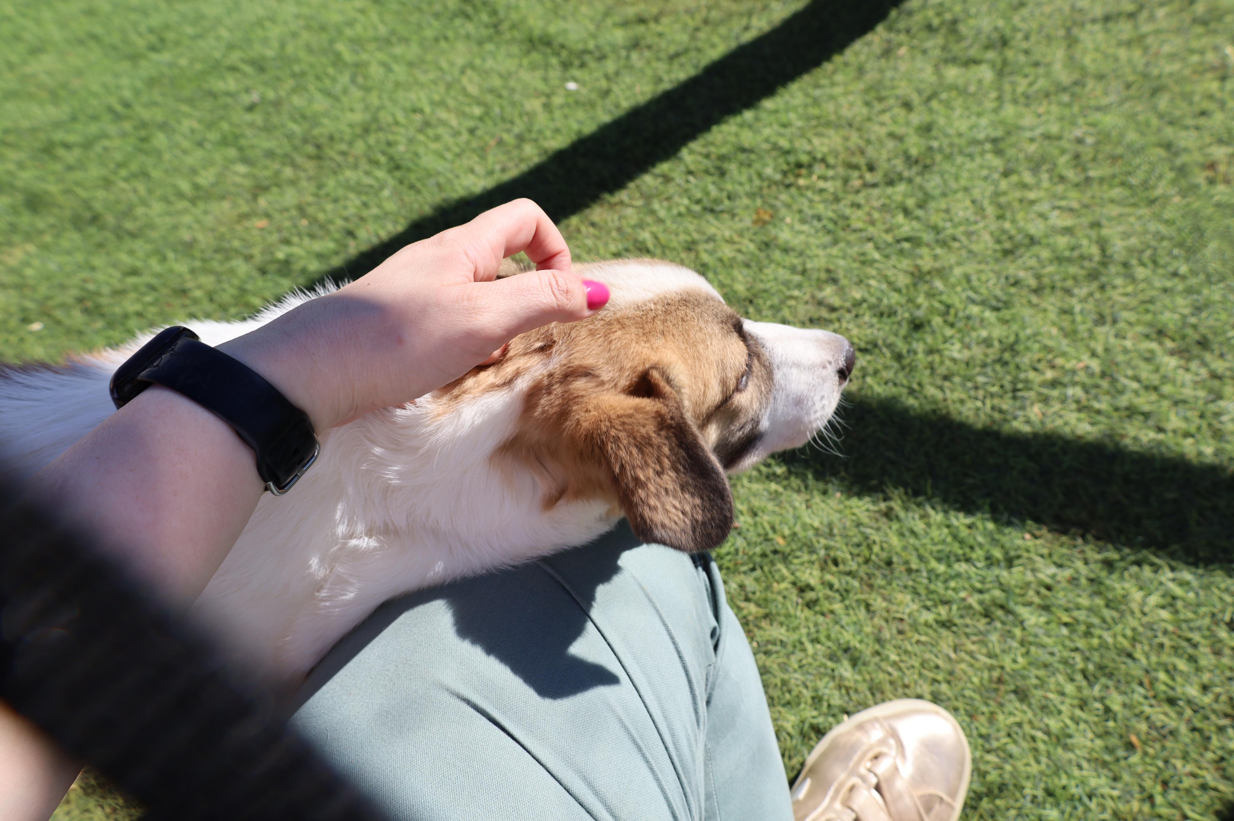 Enlarge Fareed, the Unique and Special Boy, a Adoptable mixed breed in Somerset, NJ image 5/6