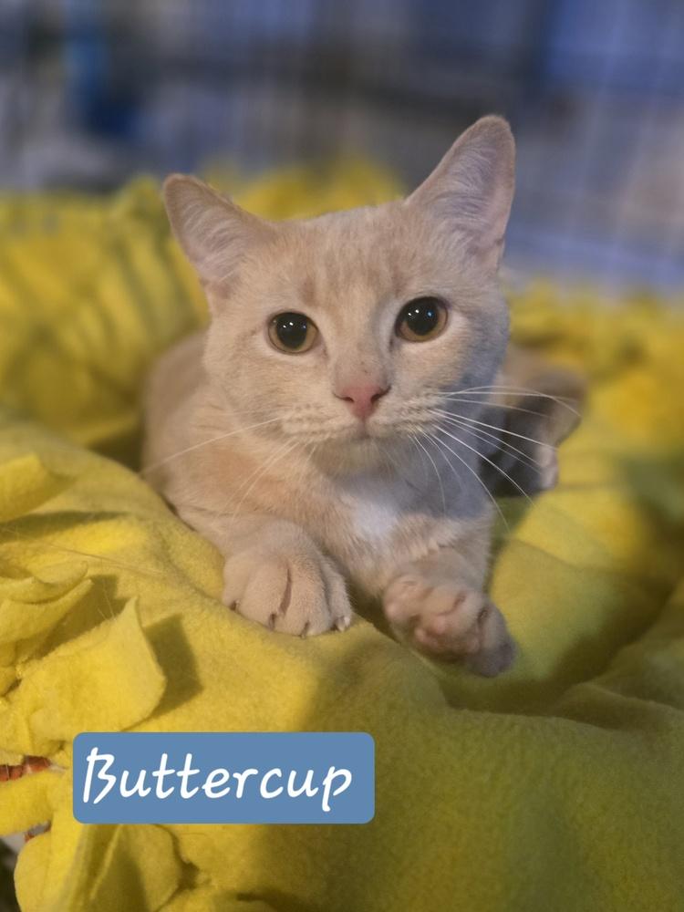 Enlarge Buttercup K-488, a Adoptable Domestic Short Hair in Metamora, IL image 1/1