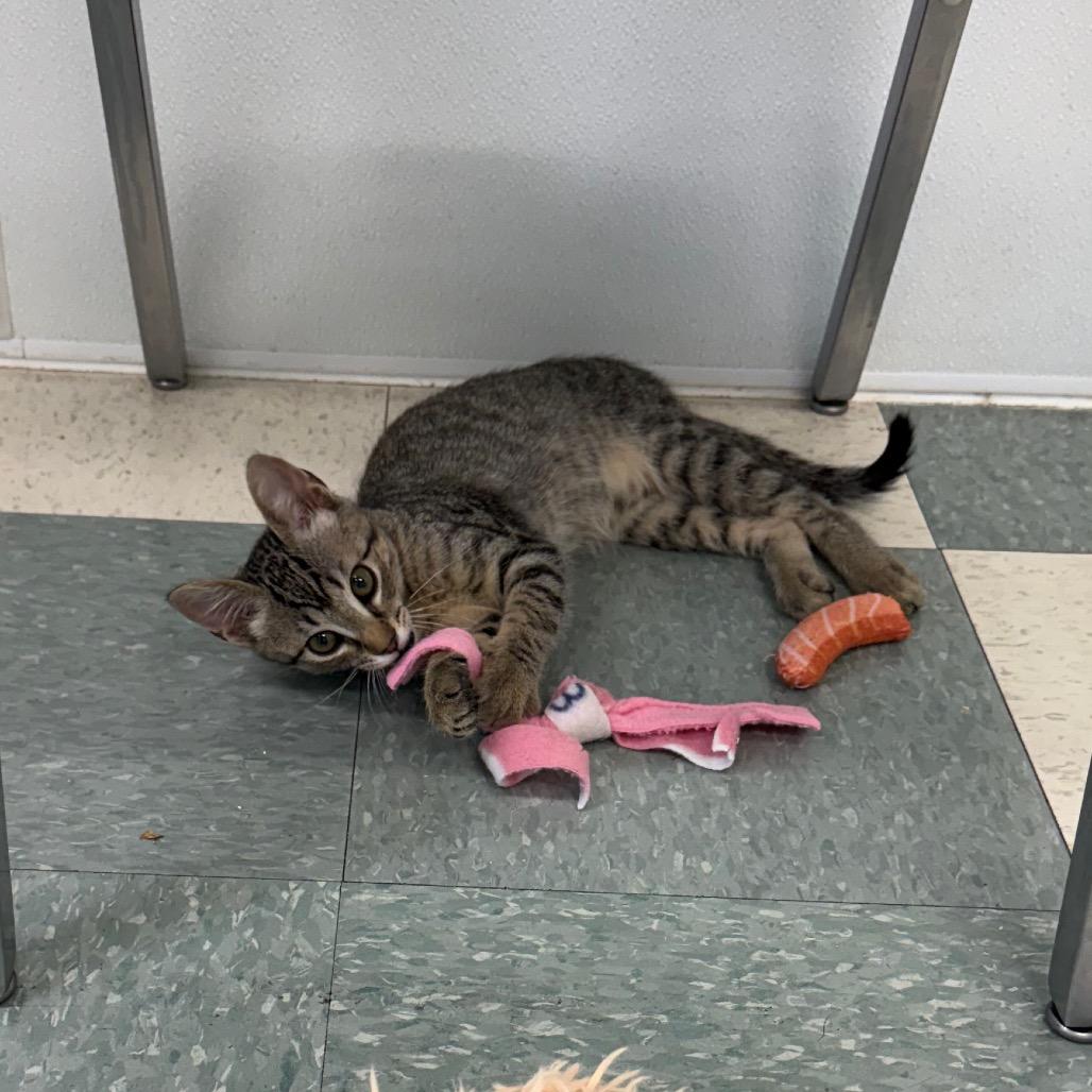 Enlarge Fum, a Adoptable Domestic Short Hair in Mount Shasta, CA image 1/3