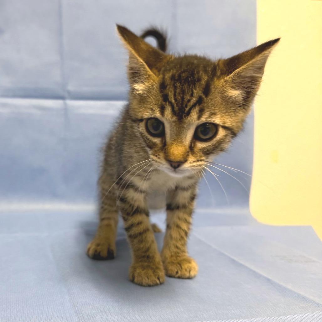 Enlarge Fum, a Adoptable Domestic Short Hair in Mount Shasta, CA image 1/2