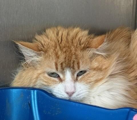 2026-34 Raja, Adoptable, Young Male Domestic Short Hair.