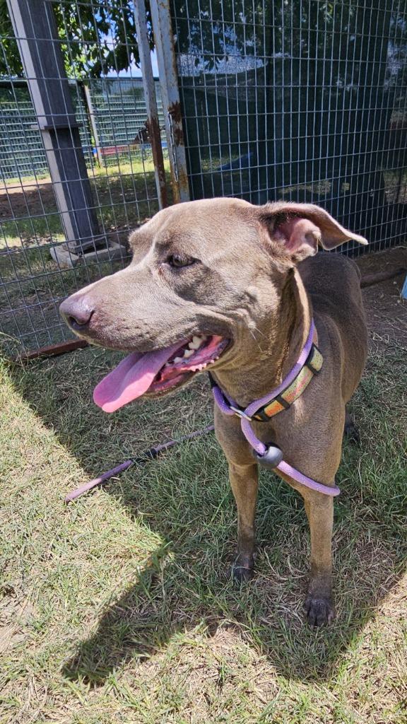 Hidey, Adoptable, Adult Female Labrador Retriever & Terrier.